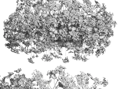 Pelargonium peltatum ampelous balcony 3D model