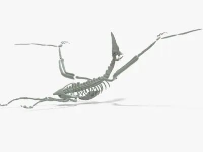 Pteranodon Rigged Skeleton Low-poly 3D model