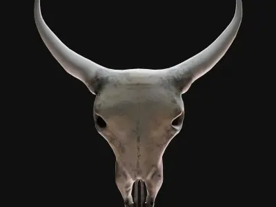Cow Skull 3D model