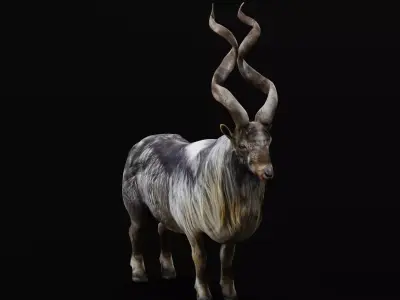 Markhor Wild Goat Low-poly 3D model