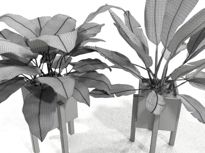 Set with calathea and banana plant 3D model