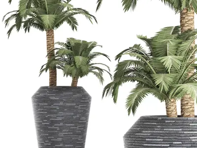 Plants Collection 187 Palm 3D model