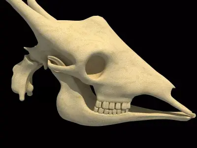 Full Giraffe Skull 3D model