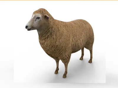 Low poly 3D Sheep Rigged Low-poly 3D model