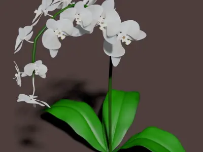 Orchid 3d flower 3D model