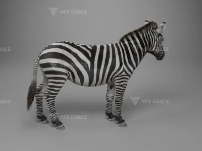 Zebra Animation - VFX Grace 3D model
