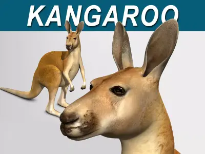 Kangaroo 3D model