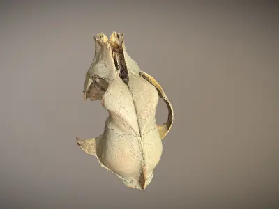 photorealistic high poly animal skull 3D model