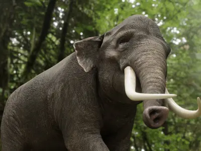 Asian elephant Low-poly 3D model