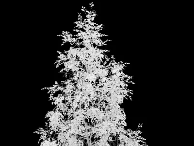 Birch Tree With White Leaves 3D model