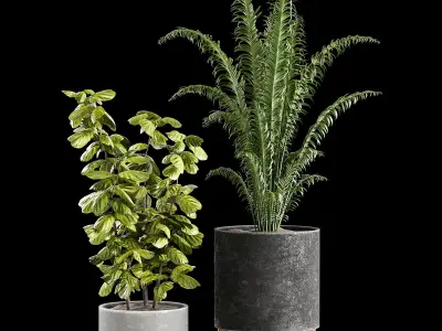 Indoor plant collection 01 3D model