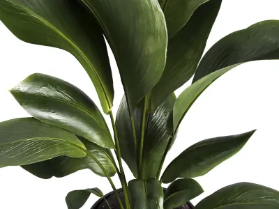 Indoor plant 016 3D model