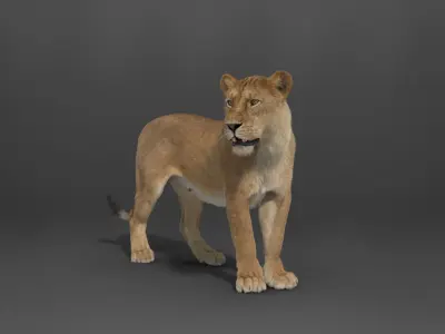Female Lion Animated VFX Grace   3D model