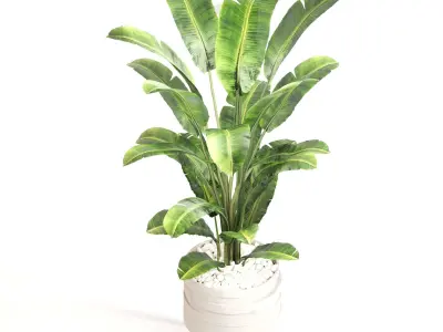 Indoor Plant Set 0128 3D model