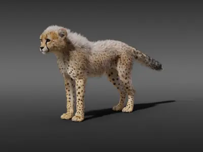 Cheetah Young Animated 3D model
