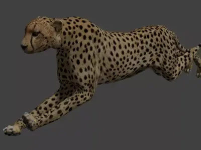 Cheetah running Low-poly 3D model