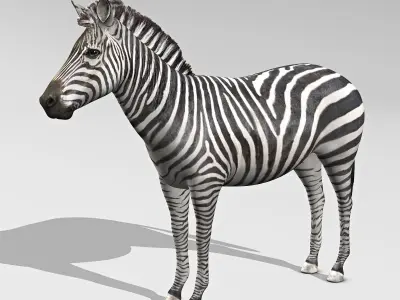 Zebra 3D model