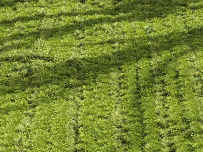 Meadow Lawn Grassland Set 005 3D model