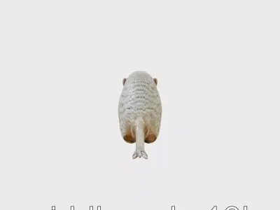 Tranquil Marsh Dweller Nutria 3D Model Low-poly 3D model