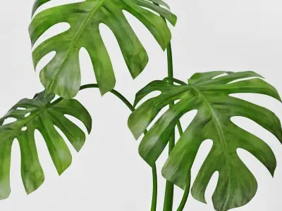 Monstera plant in pot 3D model