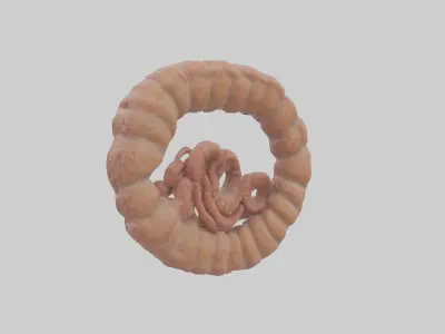 Falcon Large Intestine 3D model