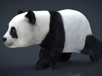 Panda Walking 3D model