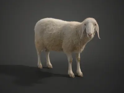 Assaf Sheep01 with 1 Animation  VFX Grace  3D model