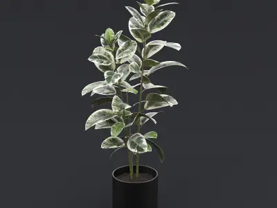 Rubber Plant I 3D model