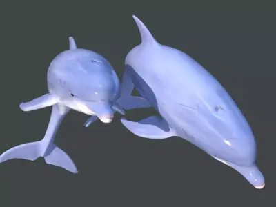 Dolphins two 3D model