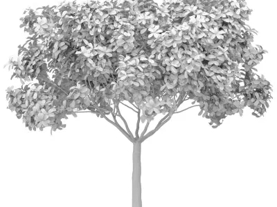 Decorative Evergreen Outdoor Garden Tree 3D model