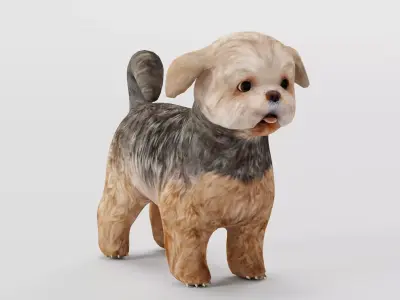 Shih Tzu Dog Breed 3D model