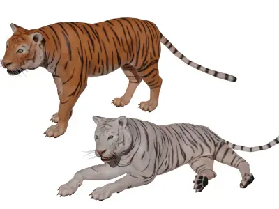 Tiger Low-poly 3D model 6