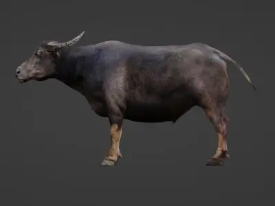 Buffalo Low-poly 3D model purchase