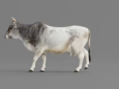 Asian Zebu Cattle Animal Low-poly 3D model