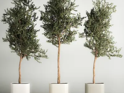 Trees In Concrete Vases And Pots For Exterior 1130 3D model