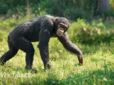 Chimpanzee Animated VFX Grace 3D model