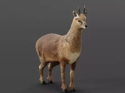 Klipspringer Small Antelope Low-poly 3D model