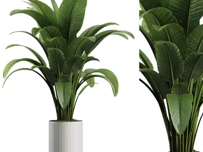 Indoor Plant Set V39 3D model