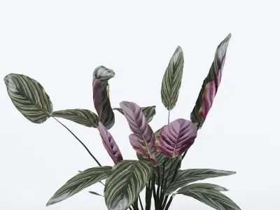 Calathea ornata 3D model
