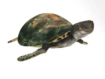 Sea Turtle Low-poly 3D model