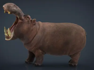 African Hippopotamus Low-poly 3D model