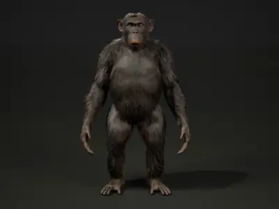 Chimp Rig UNREAL project  Maya base rig 3D model