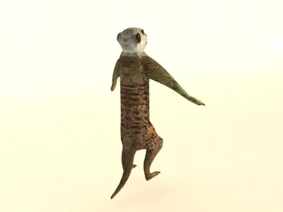 Suricate Meerkat Low-poly 3D model
