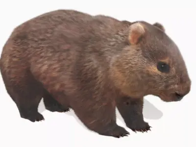 Wombat Low-poly 3D model