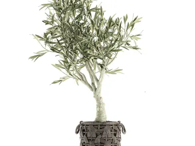 Olive tree for the interior in basket 643 3D model