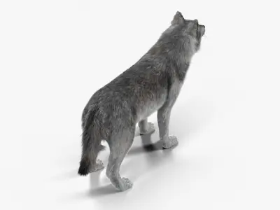 Wolf Grey Low-poly 3D model