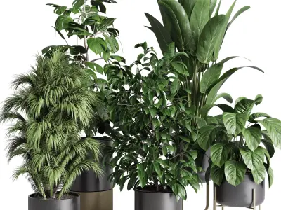 Collection indoor plant ficus rubbery monstera palm stand 3D model