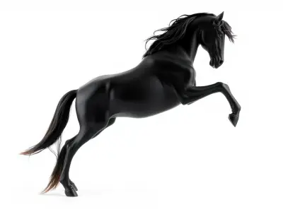 Dynamic Black Horse 3D model pack Low-poly 3D model
