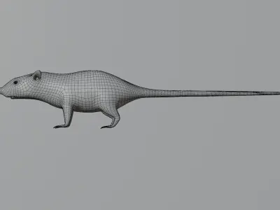 The  little Rat 3D model