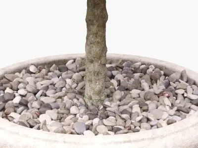 Potted Topiary Buxus 01 3D model